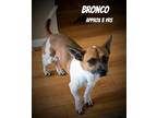 Adopt Bronco a Tricolor (Tan/Brown & Black & White) Jack Russell Terrier / Mixed