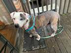 Adopt Sandhurst a Brindle American Pit Bull Terrier / Mixed dog in Cincinnati