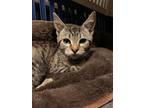 Adopt Joey King a Brown Tabby Domestic Shorthair / Mixed (short coat) cat in