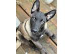 Adopt GERARD WAY a Black - with Tan, Yellow or Fawn Belgian Malinois / Mixed dog