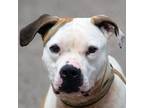 Adopt Buster a White - with Tan, Yellow or Fawn American Staffordshire Terrier /