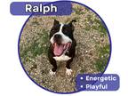 Adopt Ralph a Brown/Chocolate - with White Staffordshire Bull Terrier / Mixed