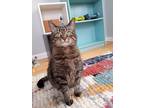 Adopt Ellie a Gray or Blue Domestic Shorthair / Domestic Shorthair / Mixed cat