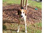 Adopt Rambo a Tan/Yellow/Fawn Hound (Unknown Type) / Mixed dog in Newport News