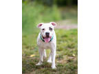 Adopt Jay Jay a White American Pit Bull Terrier / Mixed dog in Fishers