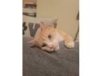 Adopt Clyde a Orange or Red (Mostly) Domestic Shorthair / Mixed (short coat) cat