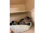 Adopt Jill a Brown Tabby Domestic Shorthair / Mixed (short coat) cat in Hudson