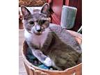 Adopt Mochi a Gray or Blue (Mostly) Domestic Shorthair / Mixed (short coat) cat