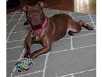 Adopt Chyanne a Brown/Chocolate Labrador Retriever / American Staffordshire