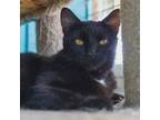Adopt Velvet a All Black Domestic Shorthair / Mixed cat in Yucaipa
