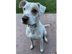 Adopt Kelso a White - with Brown or Chocolate American Pit Bull Terrier / Mixed