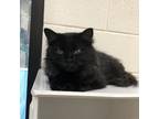 Adopt Wednesday Addams a Norwegian Forest Cat / Mixed cat in Rocky Mount
