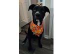 Adopt RALPH a Black - with White American Pit Bull Terrier / Boxer / Mixed dog