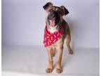 Adopt Lilibet a Brown/Chocolate - with Black German Shepherd Dog / Mixed dog in