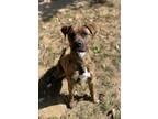 Adopt Rivka a Boxer, Pit Bull Terrier