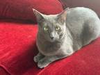 Adopt Nova a Domestic Short Hair, Russian Blue