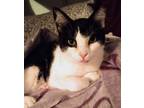 Adopt Chloe a Domestic Shorthair / Mixed (short coat) cat in Sewell