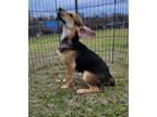 Adopt Kennedy a Black - with Tan, Yellow or Fawn Beagle / Mixed dog in North