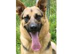 Adopt Felipe a Black - with Tan, Yellow or Fawn German Shepherd Dog / Mixed dog