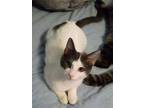 Adopt Funtime Foxy a White (Mostly) Domestic Shorthair / Mixed (short coat) cat