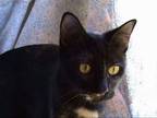 Adopt A-Egypt a Tortoiseshell Domestic Shorthair / Mixed (short coat) cat in