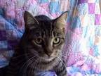 Adopt A-Princess a Domestic Shorthair / Mixed (short coat) cat in Tyler