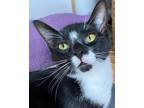 Adopt Homie a Domestic Shorthair cat in Steinbach, MB (37725936)