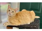 Adopt Goldie a Orange or Red Tabby Domestic Shorthair (short coat) cat in