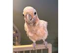 Adopt Zelda a Cockatoo