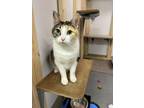 Adopt Aspen a Cream or Ivory Calico (short coat) cat in Chisholm, MN (37646622)