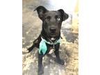 Adopt Luci Black a Black - with White American Pit Bull Terrier / Husky / Mixed