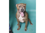 Adopt Marla a Brindle American Staffordshire Terrier / Mixed dog in Santa Paula