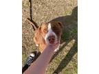 Adopt Teddy a Brown/Chocolate - with White American Staffordshire Terrier /