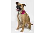 Adopt TRISCUIT a Tan/Yellow/Fawn - with Black Akita / American Pit Bull Terrier