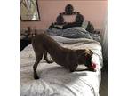 Adopt Bugsie Marie a Brown/Chocolate Vizsla / Hound (Unknown Type) / Mixed dog