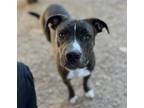 Adopt SADIE a Brindle American Pit Bull Terrier / Mixed dog in Tucson