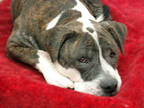 Adopt CAESAR* a Brindle - with White American Staffordshire Terrier / Mixed dog