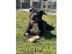 Adopt June a Pit Bull Terrier