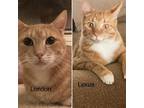 Adopt London and Lexus a Cream or Ivory Domestic Shorthair / Mixed (short coat)