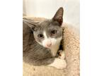 Adopt Aaron a Gray or Blue (Mostly) Domestic Shorthair / Mixed cat in Margate