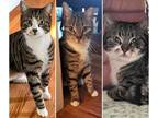 Adopt The Golden Girls a Gray, Blue or Silver Tabby Domestic Shorthair / Mixed