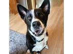 Adopt Dino a Black German Shepherd Dog / Border Collie / Mixed dog in Buffalo