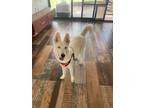 Adopt Anastacia a White Husky / Mixed dog in Gig Harbor, WA (37684319)