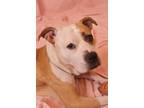 Adopt Girlie a Mixed Breed