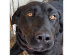Adopt Lila a Black Labrador Retriever, Bernese Mountain Dog