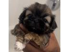 Shih Tzu Puppy for sale in Marysville, CA, USA