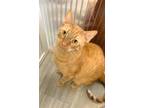 Adopt Nugget a Orange or Red (Mostly) American Shorthair / Mixed (short coat)