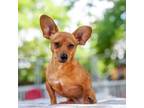 Adopt Canelita a Tan/Yellow/Fawn Dachshund / Mixed dog in Decatur, GA (28398108)