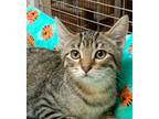Adopt Parsley a Gray or Blue (Mostly) Domestic Shorthair / Mixed (short coat)
