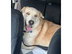 Adopt Sherlock Bones a Tan/Yellow/Fawn Great Pyrenees / Husky / Mixed dog in